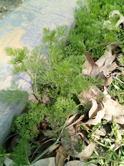 Cyclospermum leptophyllum