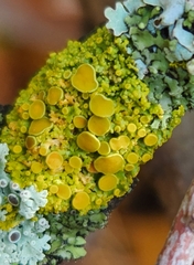 Polycauliona polycarpa