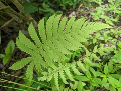 Thelypteridaceae