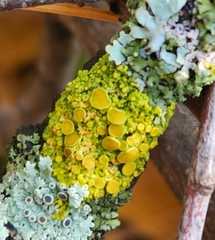 Polycauliona polycarpa