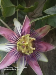 Passiflora alata × caerulea