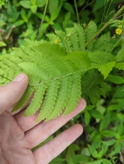 Thelypteridaceae