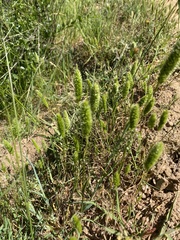 Polypogon monspeliensis