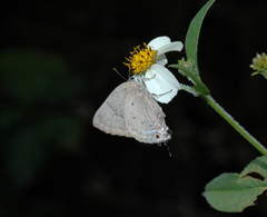 Parrhasius polibetes