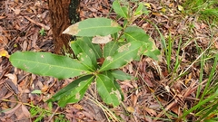 Cupaniopsis anacardioides