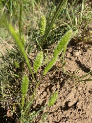 Polypogon monspeliensis