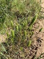 Polypogon monspeliensis