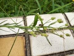 Eysarcoris guttigerus