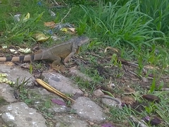 Iguana iguana