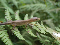 Takydromus tachydromoides