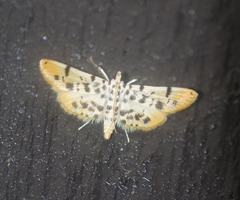 Pycnarmon alboflavalis