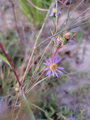 Eurybia hemispherica