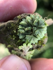 Ricciaceae