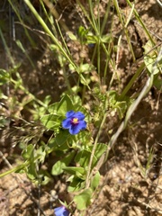 Anagallis