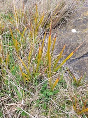 Libertia peregrinans