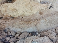 Camponotus