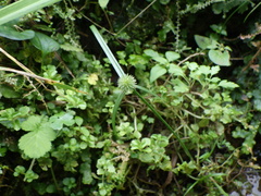 Cyperus brevifolioides