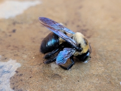 Xylocopa virginica texana