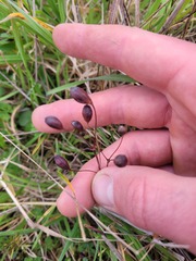 Libertia peregrinans