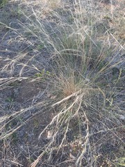 Aristida purpurea