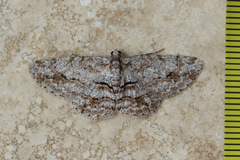 Didymoctenia exsuperata