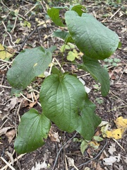 Smilax ecirrhata