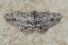 Didymoctenia exsuperata