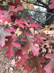 Quercus ellipsoidalis