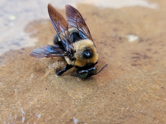 Xylocopa virginica texana