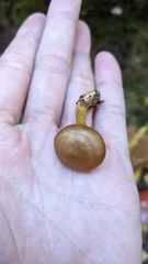 Dermocybe