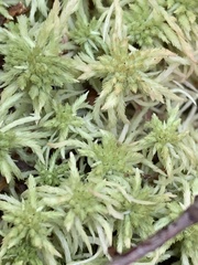 Sphagnum