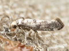 Swammerdamia pyrella