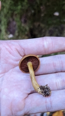 Dermocybe