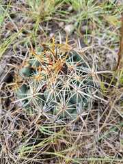 Coryphantha radians