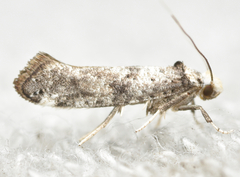 Swammerdamia pyrella