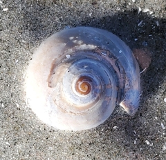 Neverita duplicata