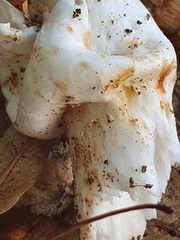 Amanita vaginata alba