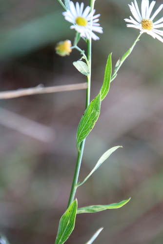 Image of Boltonia asteroides by (c) psweet, some rights reserved (CC BY-SA)