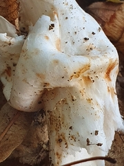 Amanita vaginata alba
