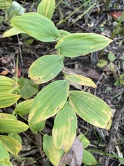 Uvularia grandiflora