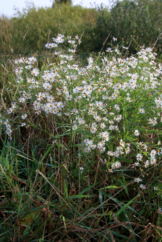 Image of Boltonia asteroides by (c) psweet, some rights reserved (CC BY-SA)
