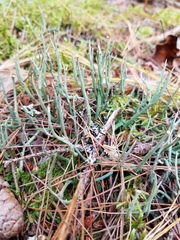 Cladonia subulata