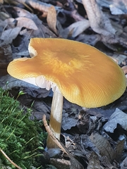 Pluteus variabilicolor
