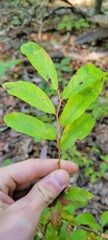 Itea virginica