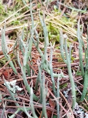 Cladonia subulata