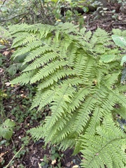 Athyrium filix-femina