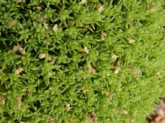 Scleranthus biflorus