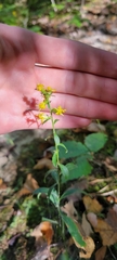 Solidago hispida