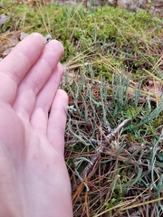 Cladonia subulata