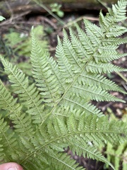 Athyrium filix-femina